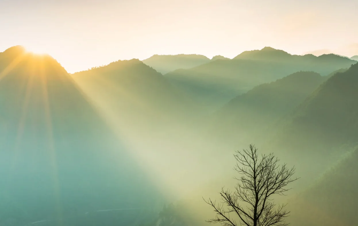 Sunrise over misty mountain ridges with a bare tree in the foreground